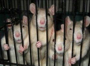 mark stopa prison rats